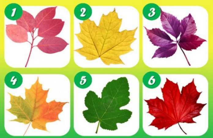 Psihotest: Odaberi svoj list i pročitaj što tvoj odabir govori o tebi