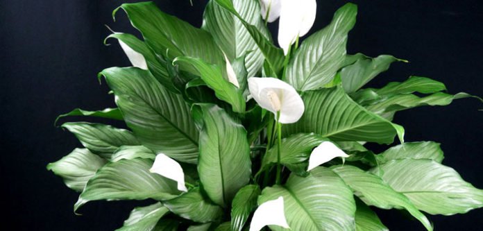 Spatifilum – “Ženska sreća”: Magična biljka za žene