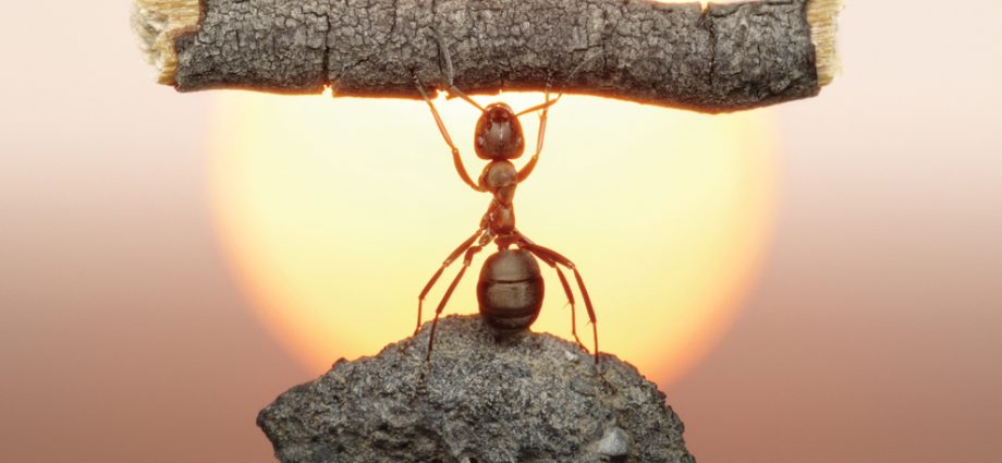 Poučna priča: KAKO JE VRIJEDAN MRAV DOBIO OTKAZ?