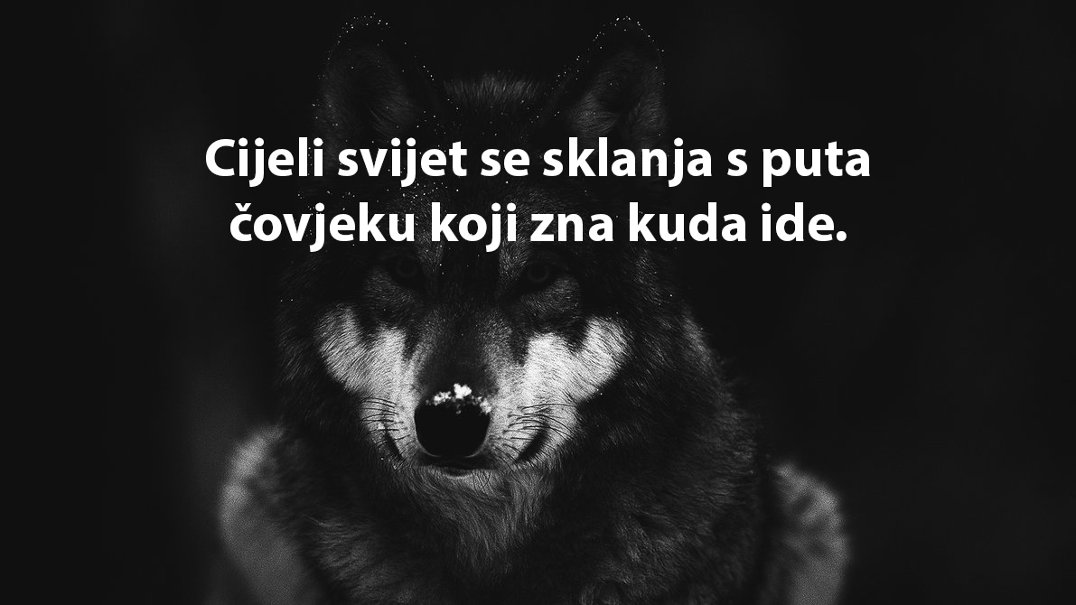 12 osobina koje možete naučiti od vukova da budete jaka ljudska bića