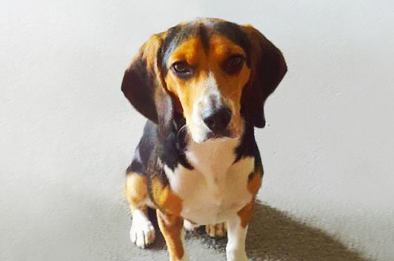 Ova žena je od svog dečka ZAHTJEVALA da se riješi svog psa. Evo kakav oglas je on dao…