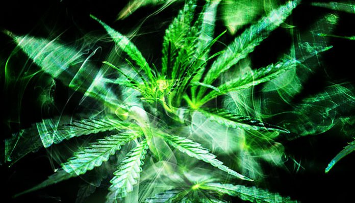 Konoplja – božanska biljka izvanzemaljskog porijekla?