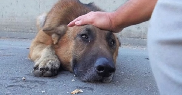 Mladić je pružio ruku psu lutalici, a on je legao i počeo plakati
