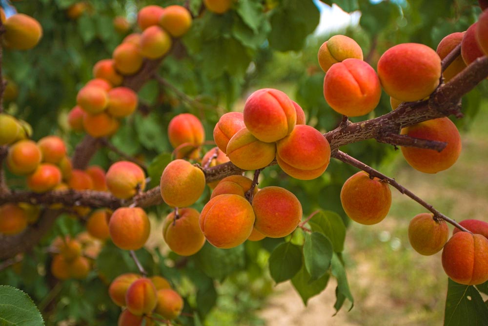 Kajsije treba što više jesti zbog ovih 7 zdravstvenih koristi