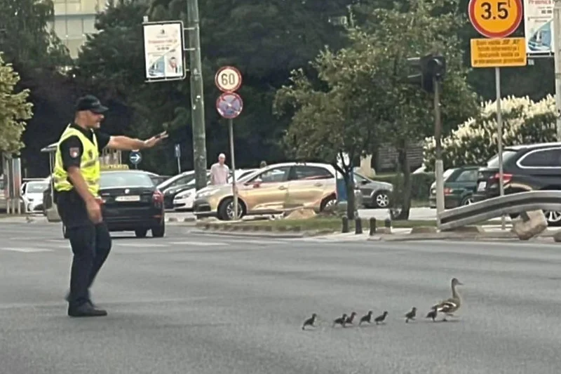 Fotografija koja će vam uljepšati dan: Policajac zaustavio saobraćaj da prođu patka i pačići