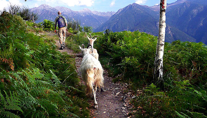 Tim doktora osmislio prirodni dvomjesečni način liječenja od teških oboljenja – “Slijedi kozu”