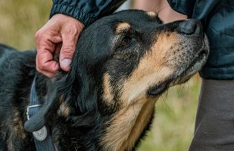 Svaki pas uradi jednu stvar kada se nađe u blizini loše osobe: Dobro zapamtite ovu reakciju