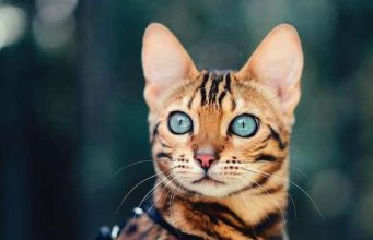 Kako mačke mogu pozitivno utjecati na vaš um, tijelo i dušu